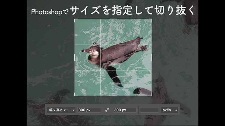 Photoshopでサイズを指定して切り抜く|切り抜き|Photoshop逆引き辞典 ｜デザインを深掘り MdN