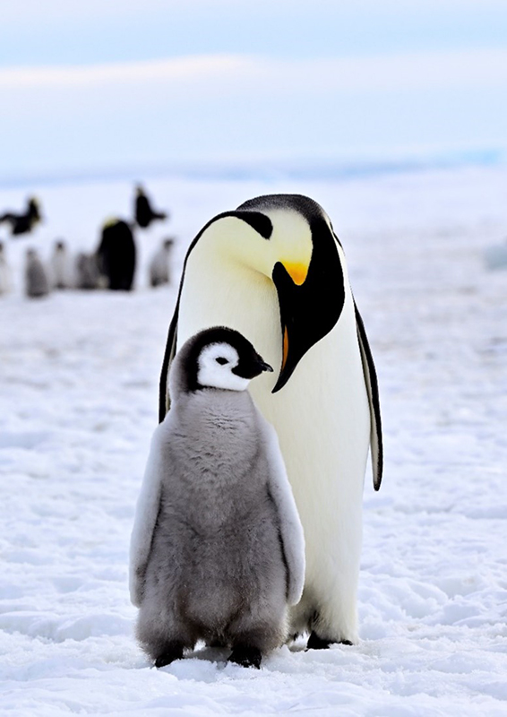 10種類のペンギンの暮らしぶりを見比べて楽しめる香川美穂氏の写真展「PENGUIN LIFE」 ｜デザインを深掘り MdN