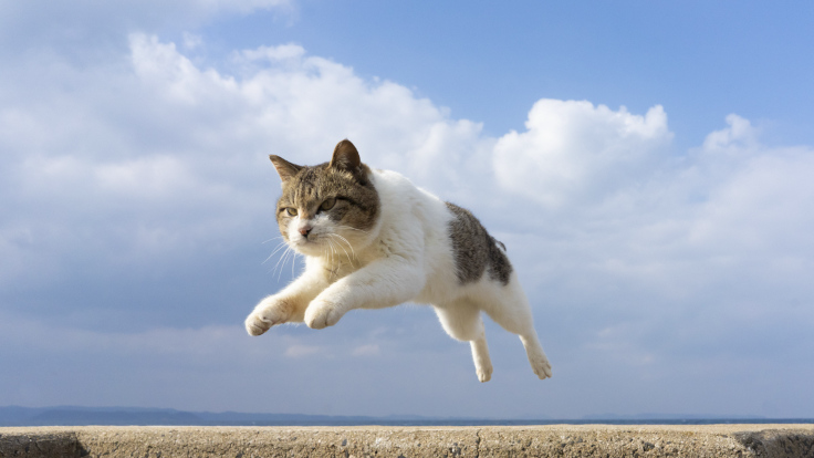 猫がジャンプする瞬間を撮影した作品で人気の五十嵐健太氏による「飛び