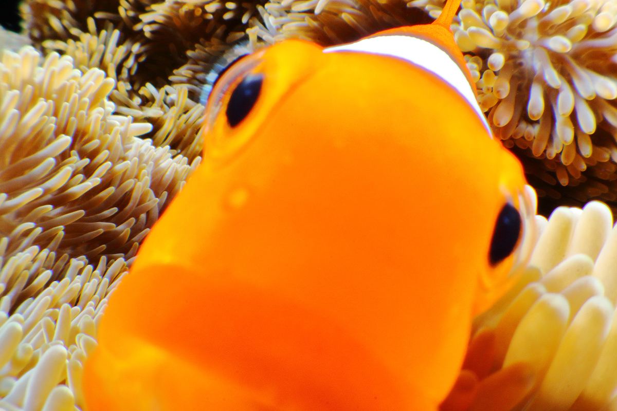 水中の生きものたちの一瞬の表情や微笑ましい仕草が撮影された中村征夫