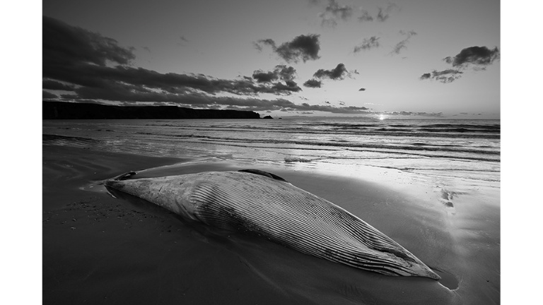 ドラマチックブルー　マスキングテープ　39個 ドラマチックブルー マスキングテープ 39個 ドラマチックブルー