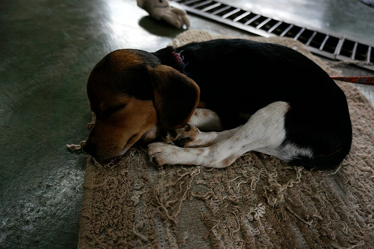 Photoshopで色かぶりを補正した犬が寝ている写真