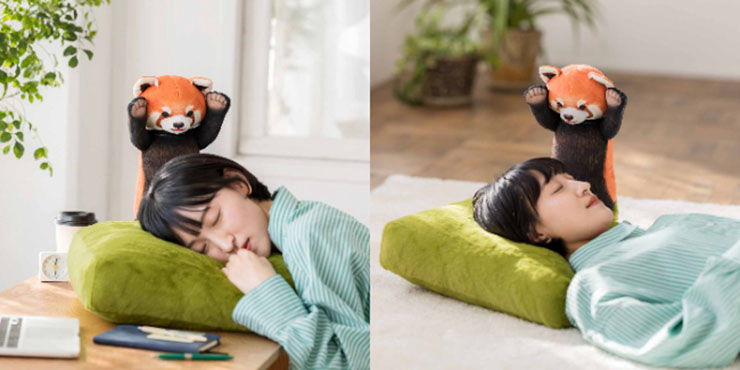 フェリシモ、威嚇するポーズのレッサーパンダがかわいい「お昼寝