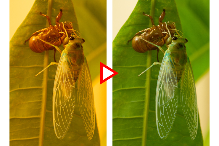 ［タングステン-白熱灯］をクリックして黄色の色かぶりを補正した