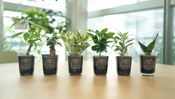 GreenSnap、デスクで簡単に育てられる観葉植物Table Plantsを発売