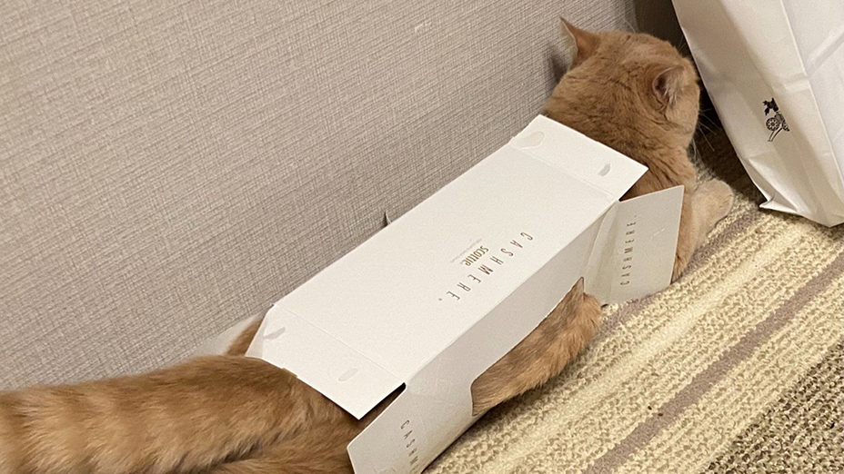 “ねこ検定” からの派生イベントとして猫の魅力の不思議を紐解く「にゃんぱく2025」が開催 ｜デザインを深掘り MdN