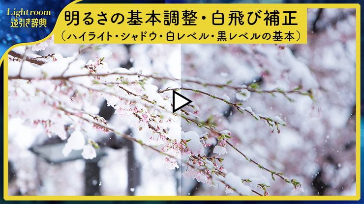 白く飛んだ桜の写真を白飛び補正する