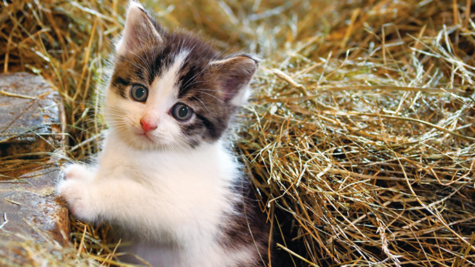 猫の日 に合わせて開催される動物写真家の岩合光昭氏の写真展 こねこ アート イベント ニュース デザインってオモシロイ Mdn Design Interactive