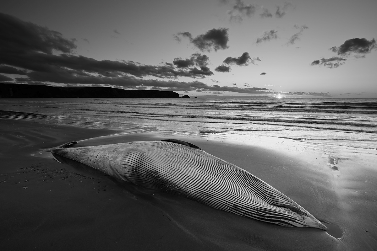 モノクロ表現にこだわって北海道の最果ての地で撮影した小澤太一氏の