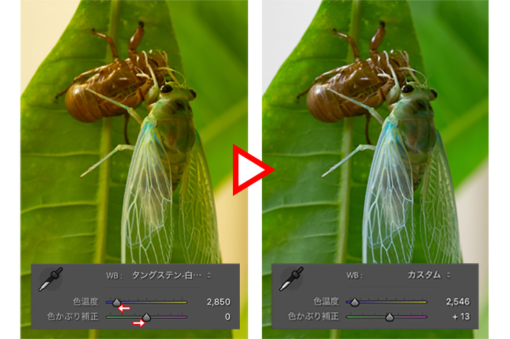 黄と緑の色かぶりを色温度スライダーで補正