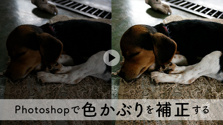 犬が寝ている色かぶりした左の写真をPhotoshopで色かぶりの補正をしたビフォーアフターの写真