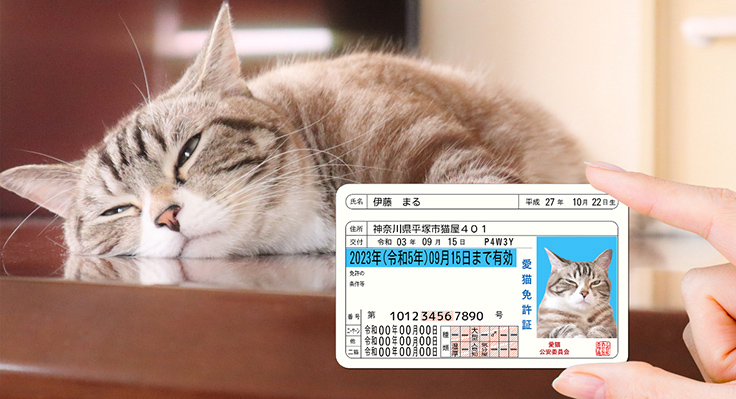 Pawmy、猫用のオリジナル身分証明書風グッズ「愛猫免許証」を